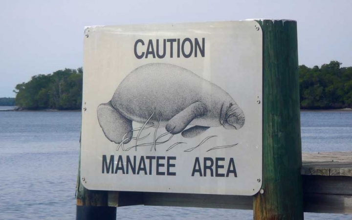 In front of a body of water, a sign reads "Caution Manatee Area" and has a picture of a manatee. 
